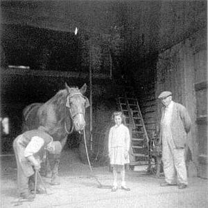 Wilfred Ives shoeing a horse 1954